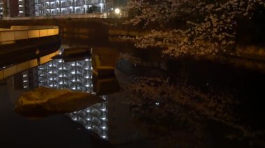 Gece kiraz çiçekleri 2021 İlkbahar