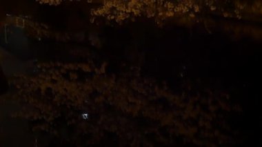 Gece kiraz çiçekleri 2021 İlkbahar