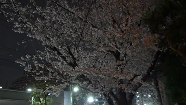 夜桜2021春 — ストック動画