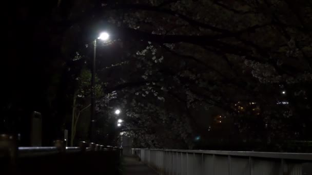 Νύχτα Άνθη Κερασιάς 2021 Άνοιξη — Αρχείο Βίντεο