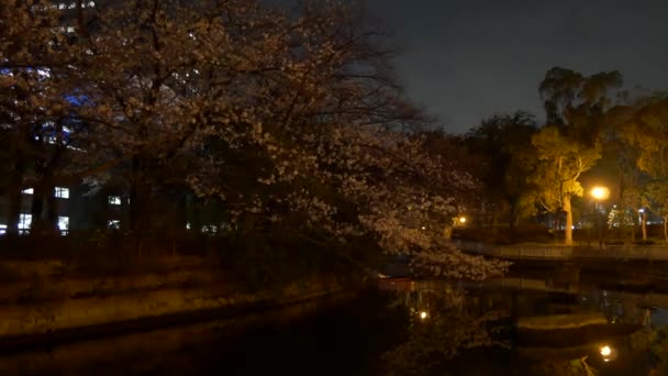 Noche Flores Cerezo 2021 Primavera — Vídeos de Stock