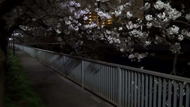 Nachtkirsche Blüht 2021 Frühling — Stockvideo