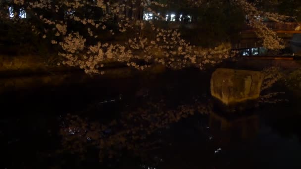 Noite Flores Cereja 2021 Primavera — Vídeo de Stock