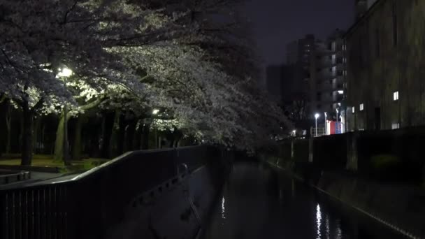 Noche Flores Cerezo 2021 Primavera — Vídeo de stock