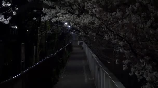Gece Kiraz Çiçekleri 2021 Lkbahar — Stok video