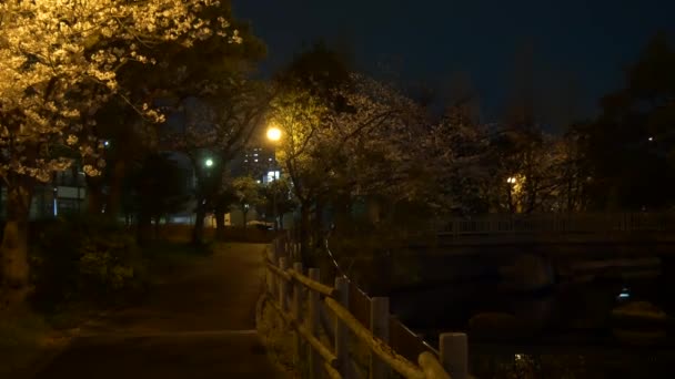 Noche Flores Cerezo 2021 Primavera — Vídeos de Stock