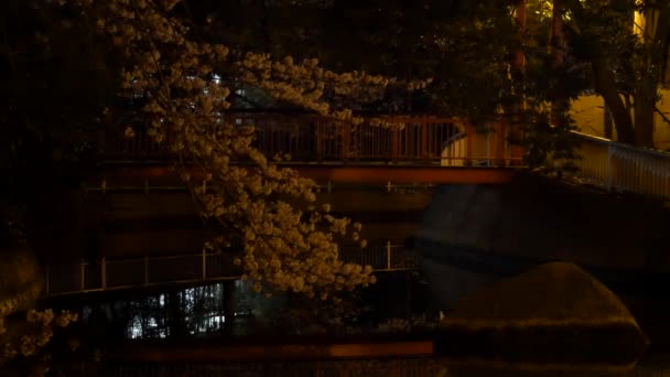 Νύχτα Άνθη Κερασιάς 2021 Άνοιξη — Αρχείο Βίντεο