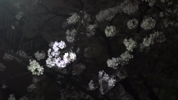 Night Cherry Blossoms 2021 Spring — Stock Video