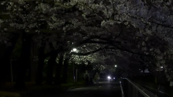 Night Cherry Blossoms 2021 Spring — Stock Video