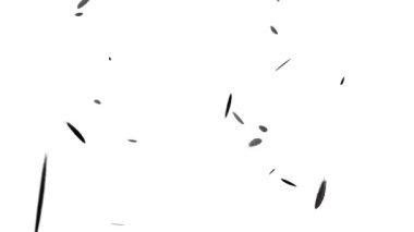 Düşen parçacıkları tüy hareketi grafikleri