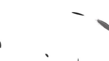 Düşen parçacıkları tüy hareketi grafikleri