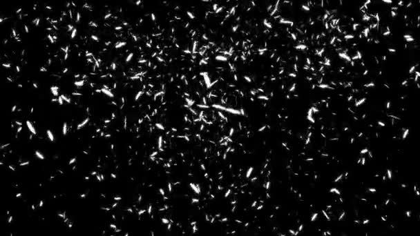 Feather Falling Particles Motion Graphics — Stock Video