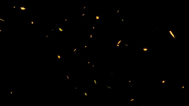 Листья Гинкго Осенние Листья Падающая Графика Движения — стоковое видео