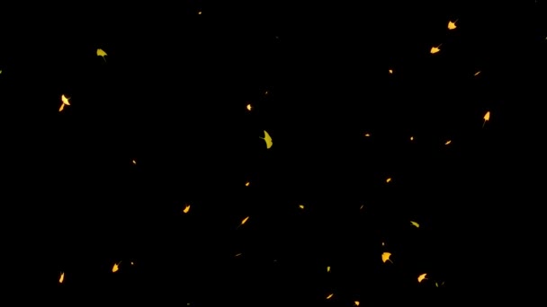 Ginkgo Liście Żółty Jesień Liście Pojawiające Się Grafiki Ruchu — Wideo stockowe
