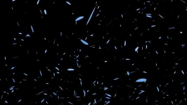 Feather Soaring Particle Motion Graphics — Stock Video