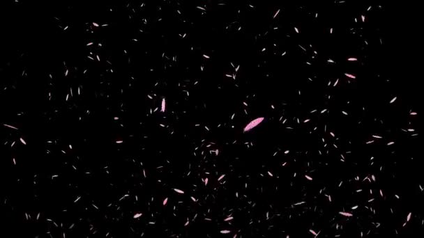 Feather Soaring Particle Motion Graphics — Stock Video