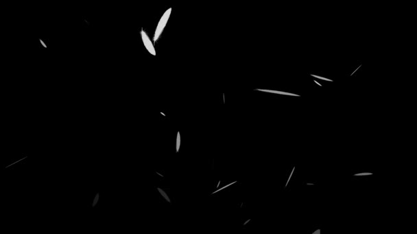 羽毛飞飞粒子运动图形 — 图库视频影像