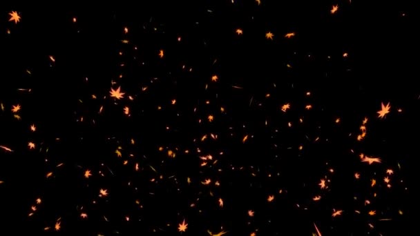 Maple Emerges Particle Motion Graphics — Stock Video
