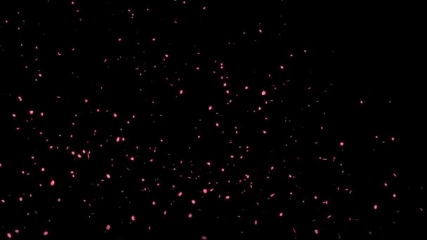 Cherry Blossom Petals Emerging Particle Motion Graphics — Stock Video