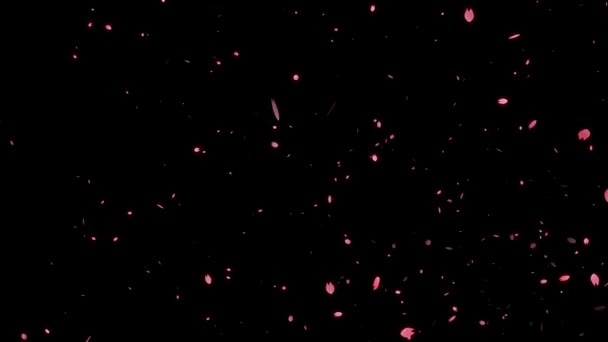 Pétalos Flor Cerezo Emergentes Gráficos Movimiento Partículas — Vídeo de stock