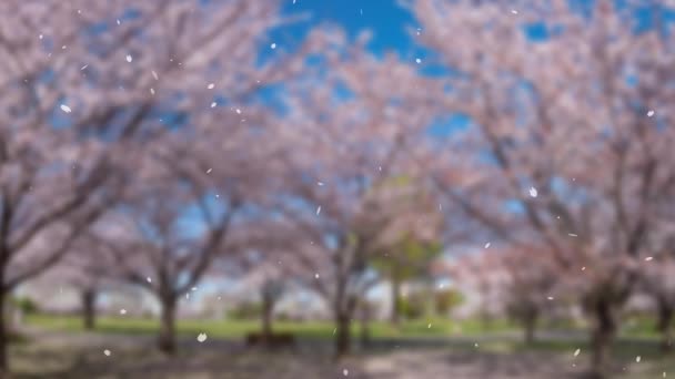 Cherry Blossoms Background Falling Particles Motion Graphics — Stock Video
