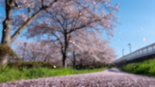 Kirschblüten Mit Hintergrund Fallenden Partikeln Bewegungsgrafik — Stockvideo