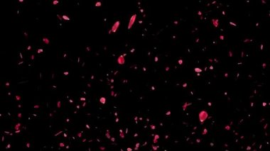 Gül yaprakları süzülür parçacık hareketi grafikleri