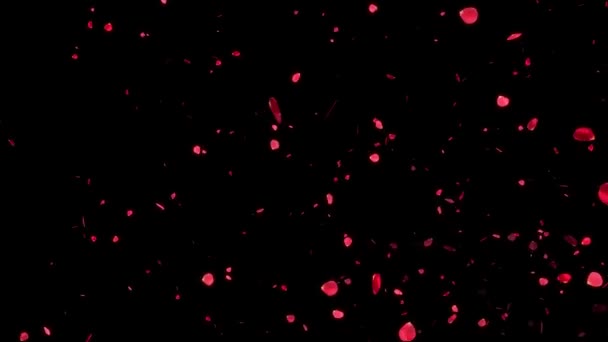 Rose Petals Soar Particle Motion Graphics — Stock Video