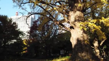 Japonya 'daki Hibiya Parkı, Tokyo Peyzajı