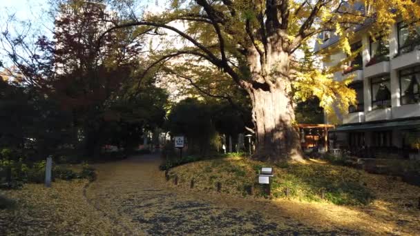 Парк Хибия Японии Токийский Пейзаж — стоковое видео