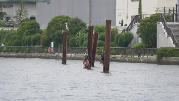 Sumida River Landskap Tokyo — Stockvideo
