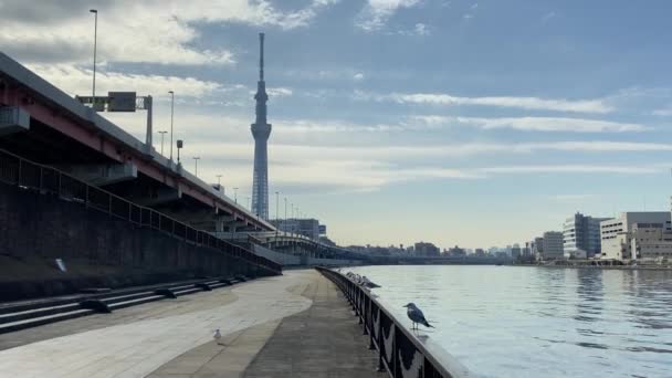 Tokyo Sumida Nehri Peyzajı — Stok video