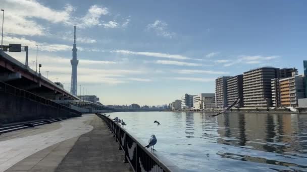 东京苏美达河景观 — 图库视频影像