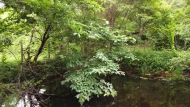 Tokyo Odaiba Manzarası, video klibi