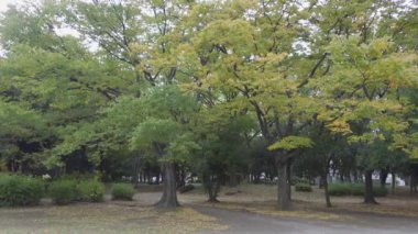 Japonya Tokyo Sonbaharı, video klibi