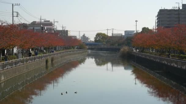Japan Tokyo Autumn Video Clip — стокове відео
