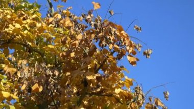 Japonya Tokyo Sonbaharı, video klibi