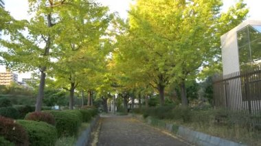 Japonya Tokyo Sonbaharı, video klibi