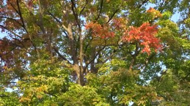 Japonya Tokyo Sonbaharı, video klibi