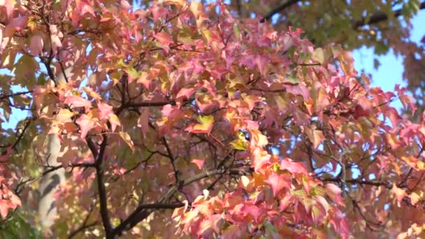 Japon Tokyo Automne Clip Vidéo — Video