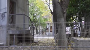 Japonya Tokyo Sonbaharı, video klibi