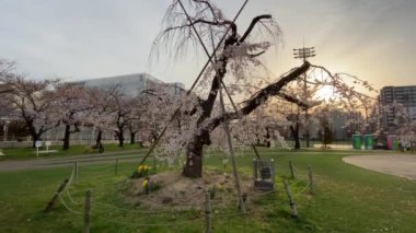 Japonya 'daki Kinshi Parkı, Tokyo