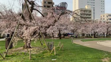 Japonya 'daki Kinshi Parkı, Tokyo