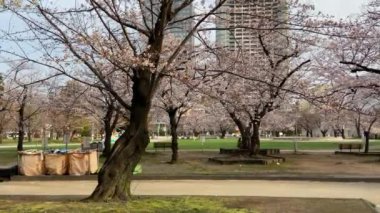 Japonya 'daki Kinshi Parkı, Tokyo