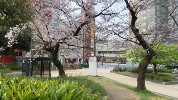 Kinshi Park Japan Tokyo — Stockvideo