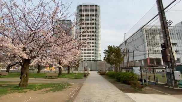Kinshi Park ในญ นโตเก — วีดีโอสต็อก