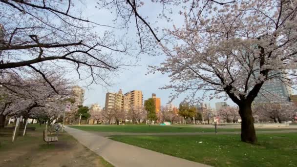 日本北海道公园 — 图库视频影像