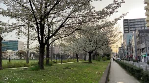 Japonya Daki Kinshi Parkı Tokyo — Stok video