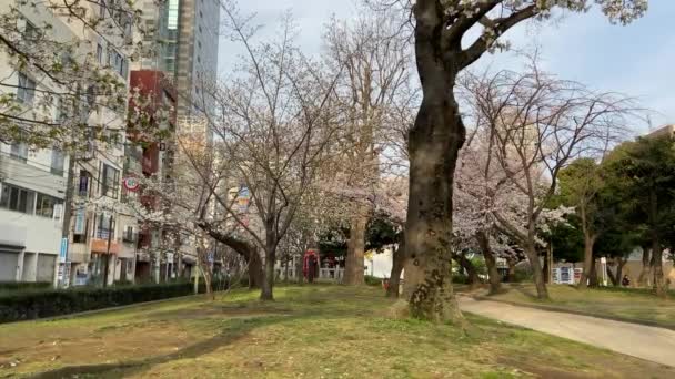 Kinshi Park Japan Tokyo — Stockvideo