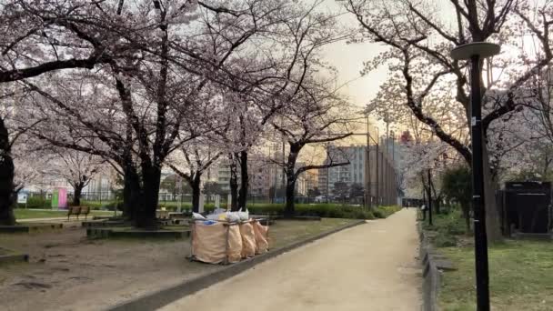 Park Kinshi Japonii Tokio — Wideo stockowe